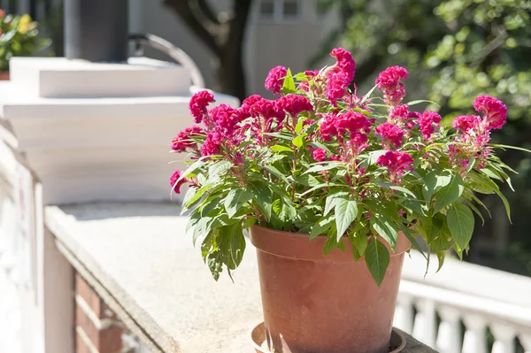 Flor bajo el sol — Foto de Stock