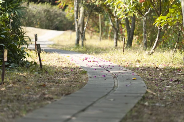 Path kelopak bunga — Stok Foto