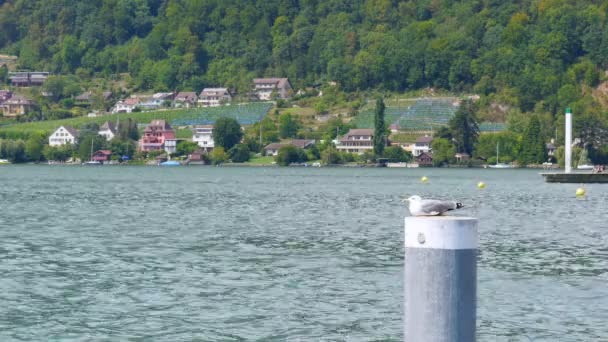 Švýcarský jezero a hory — Stock video