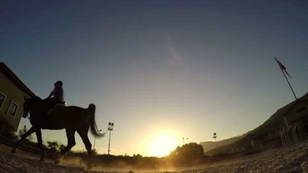 Paard springen hindernis — Stockvideo