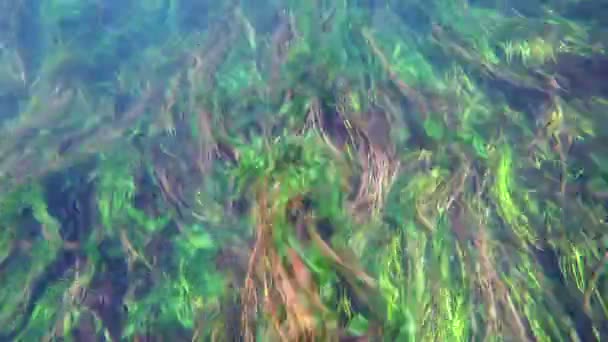 Bizarre underwater view of Azmak river — Stock Video