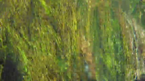 Bizarní pohled pod vodou řeky Azmak — Stock video
