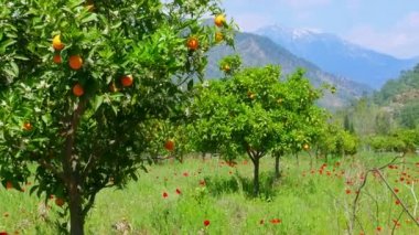 Güzel portakal ağaçların üzerinden karlı dağlar
