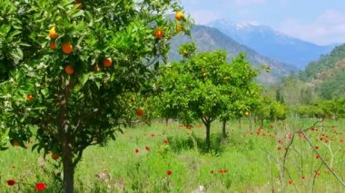 Güzel portakal ağaçların üzerinden karlı dağlar