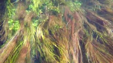 Sualtı görünümünü tuhaf: Azmak Nehri