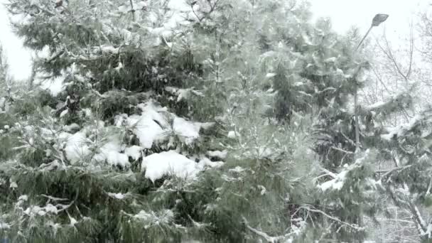 Сніг на сосновому дереві — стокове відео