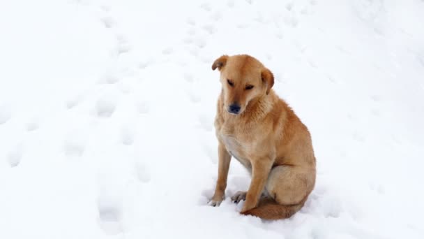 Cão solitário na neve — Vídeo de Stock