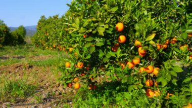 Olgun portakal ağacı dalları üzerinde
