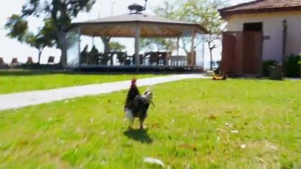 Persiguiendo pollo al aire libre — Vídeo de stock