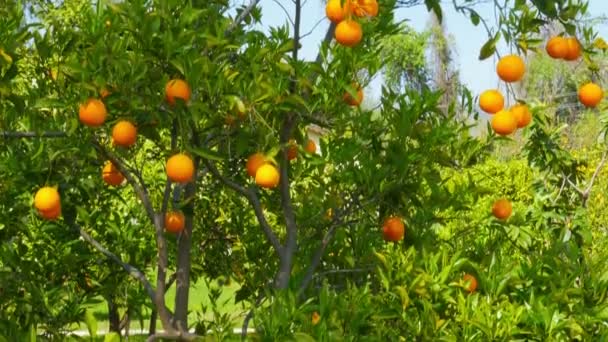 Laranjas maduras em galhos de árvores — Vídeo de Stock