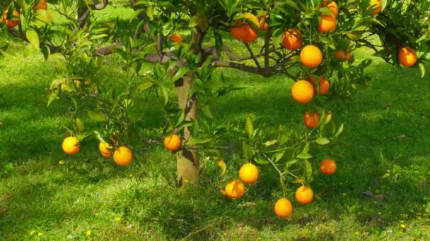 Спелые апельсины на ветвях деревьев — стоковое видео