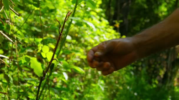 Silcan dilkisen tanaman herbal — Stok Video