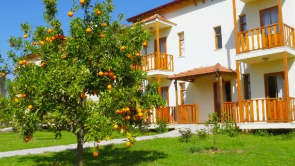 Naranjas maduras en las ramas — Vídeos de Stock