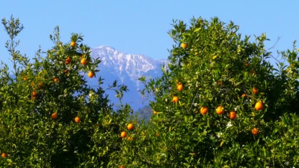 Hermosos naranjos sobre montañas nevadas — Vídeos de Stock