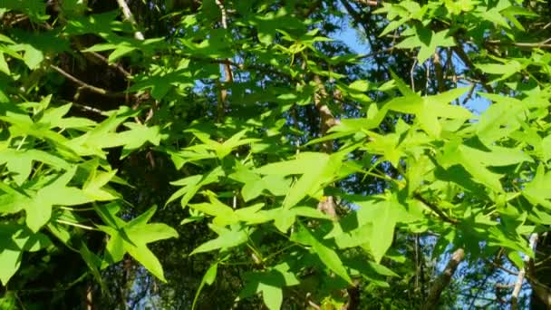 Árbol sigla verde — Vídeos de Stock