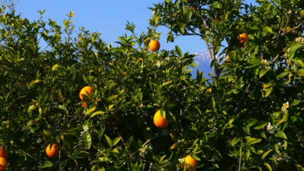 Όμορφη πορτοκαλί δέντρα πάνω από τα χιονισμένα βουνά — Αρχείο Βίντεο