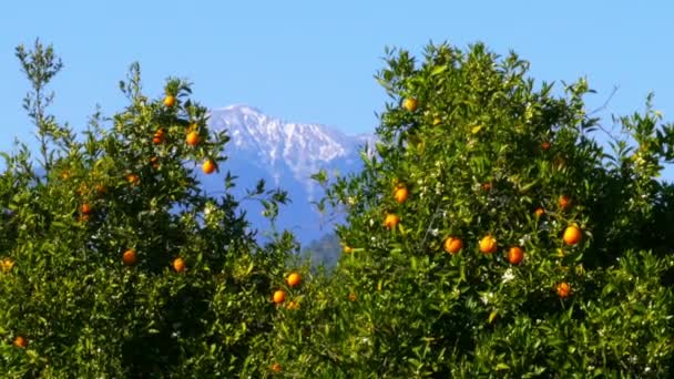 Hermosos naranjos sobre montañas nevadas — Vídeos de Stock