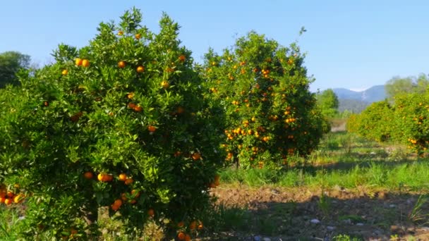 Спелые апельсины на деревьях — стоковое видео