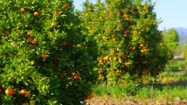 Zralé pomeranče na větvích stromů — Stock video