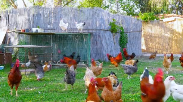 Organik tavuk çiftliği — Stok video