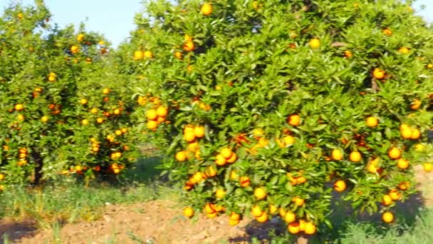 Zralé pomeranče na větvích stromů — Stock video
