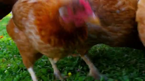 Organic chicken farm — Wideo stockowe