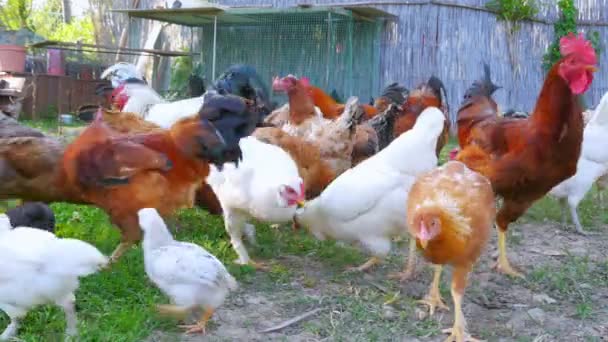 Granja de pollo ecológico — Vídeo de stock