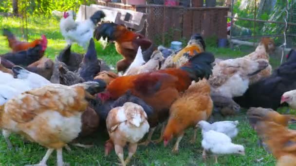 Granja de pollo ecológico — Vídeos de Stock