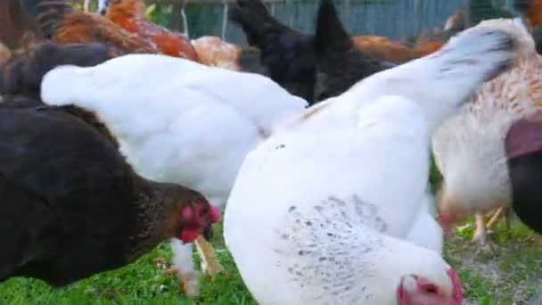 Organic chicken farm — Stock Video