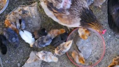 Organik tavuk çiftliği