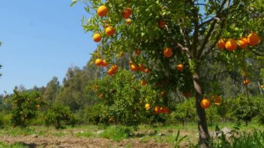 Olgun portakal ağaçların dalları üzerinde