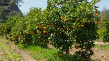 Olgun portakal ağaçların dalları üzerinde