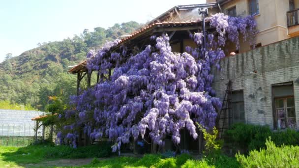 Casa de pueblo y flores — Vídeos de Stock