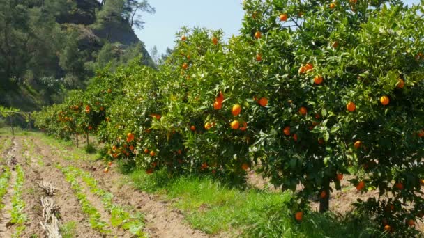 Oranges mûres sur les branches des arbres — Video