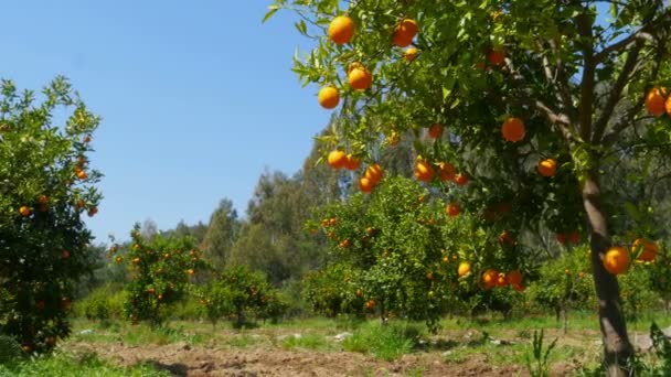 Oranges mûres sur les branches des arbres — Video