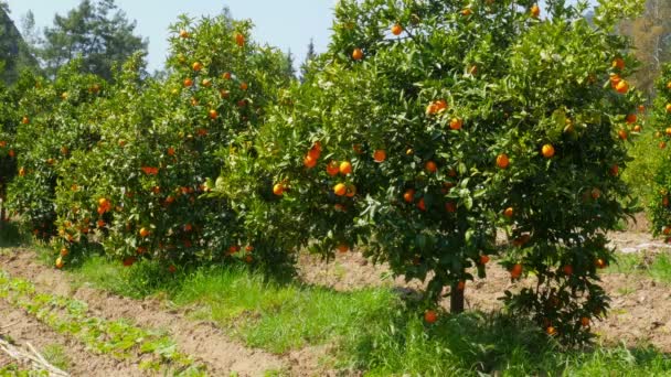 Ώριμα πορτοκάλια στα κλαδιά των δέντρων — Αρχείο Βίντεο