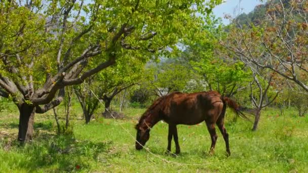 Horse grazing at garden — Stock Video