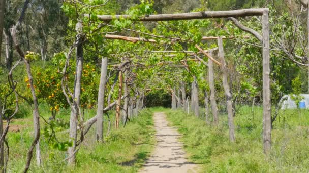 Gyönyörű szőlőskertek gyalogút — Stock videók