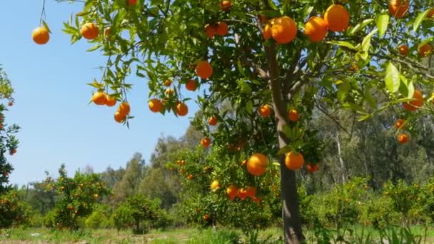 Mogna apelsiner på träd grenar — Stockvideo