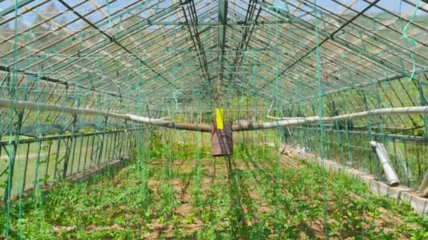 Invernadero agrícola Jardín — Vídeos de Stock