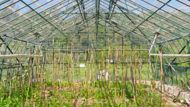 Jardim de estufa agrícola — Vídeo de Stock