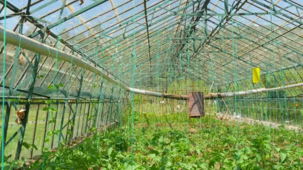 Invernadero agrícola Jardín — Vídeos de Stock
