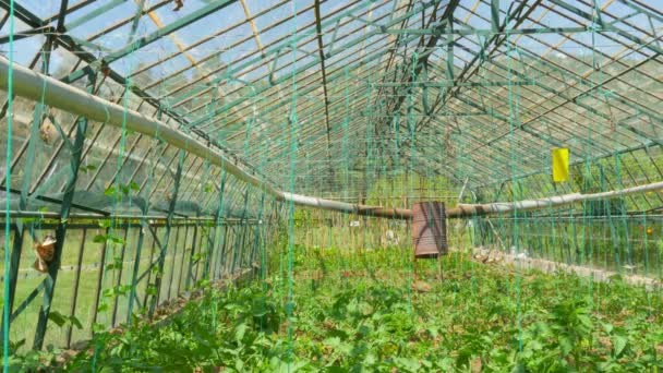 Invernadero agrícola Jardín — Vídeo de stock