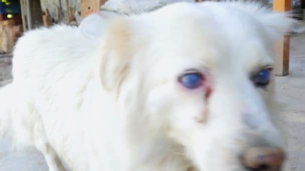 Cataract dog eyes — Stock Video