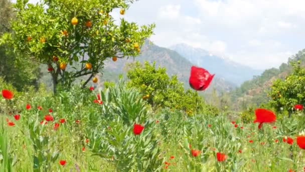 Güzel portakal ağaçların üzerinden karlı dağlar — Stok video