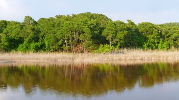 Pré vert en forêt 