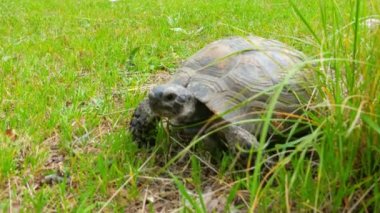 Çimenlerin üzerinde komik kaplumbağa