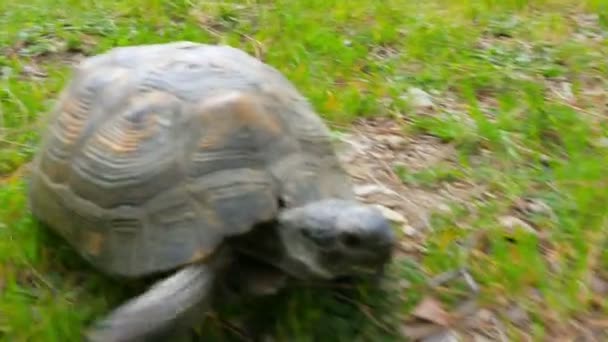 Lustige Schildkröte im Gras — Stockvideo