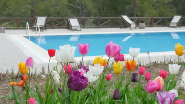 Schwimmbad mit Tulpen — Stockvideo