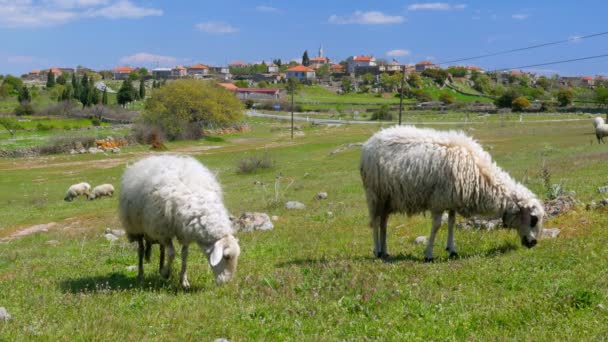 Ovejas pastando sobre hierba verde — Vídeos de Stock